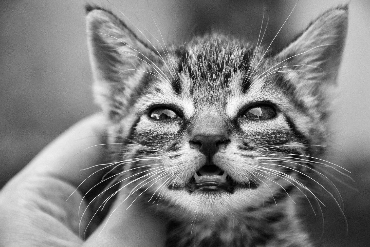 ¿Tu gato oculta un problema silencioso? Lo que su boca podría estar revelando sobre su salud
