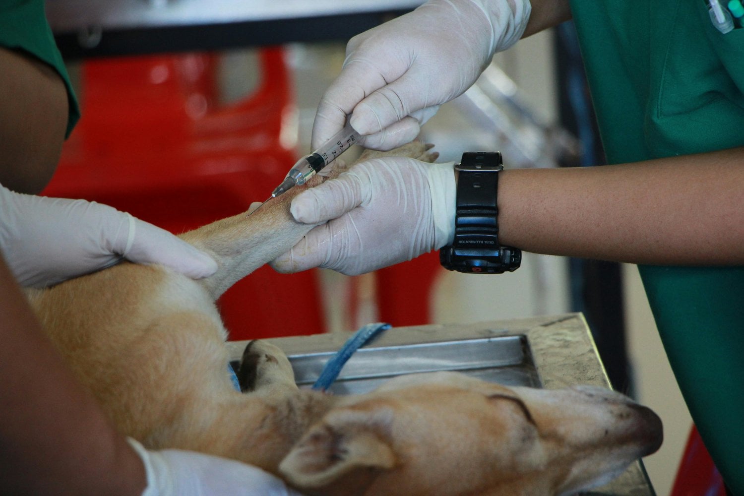 El último abrazo: lo que nunca deberías dejar de hacer por tu mascota