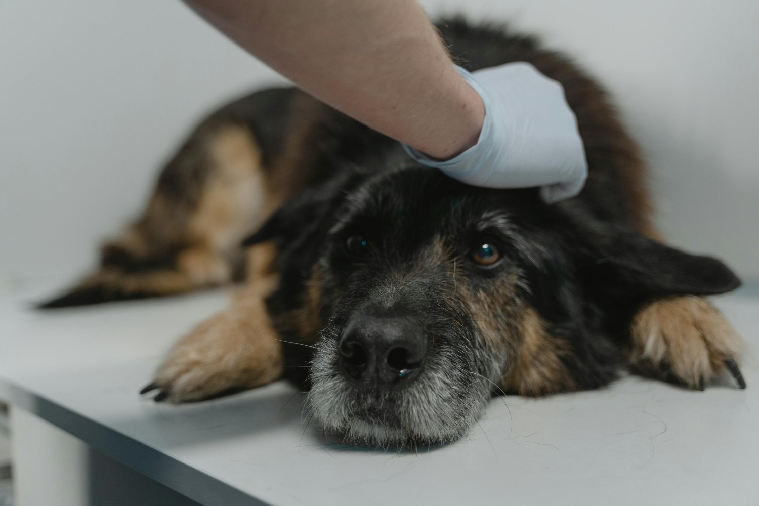 El último abrazo: lo que nunca deberías dejar de hacer por tu mascota
