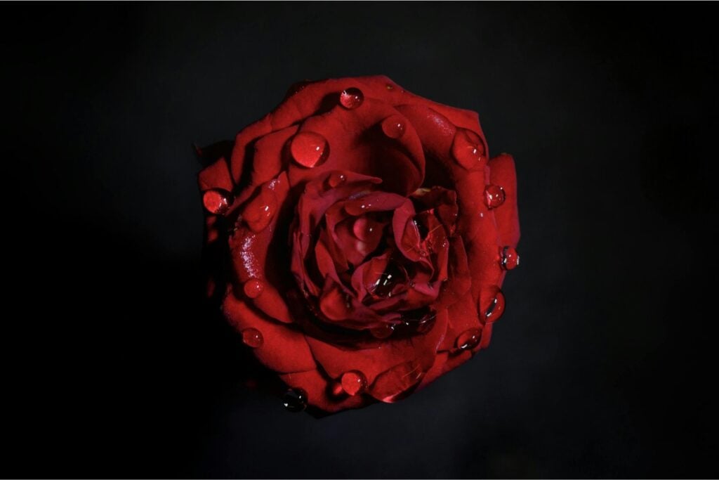 El secreto geométrico de las rosas que podría revolucionar la ingeniería de materiales