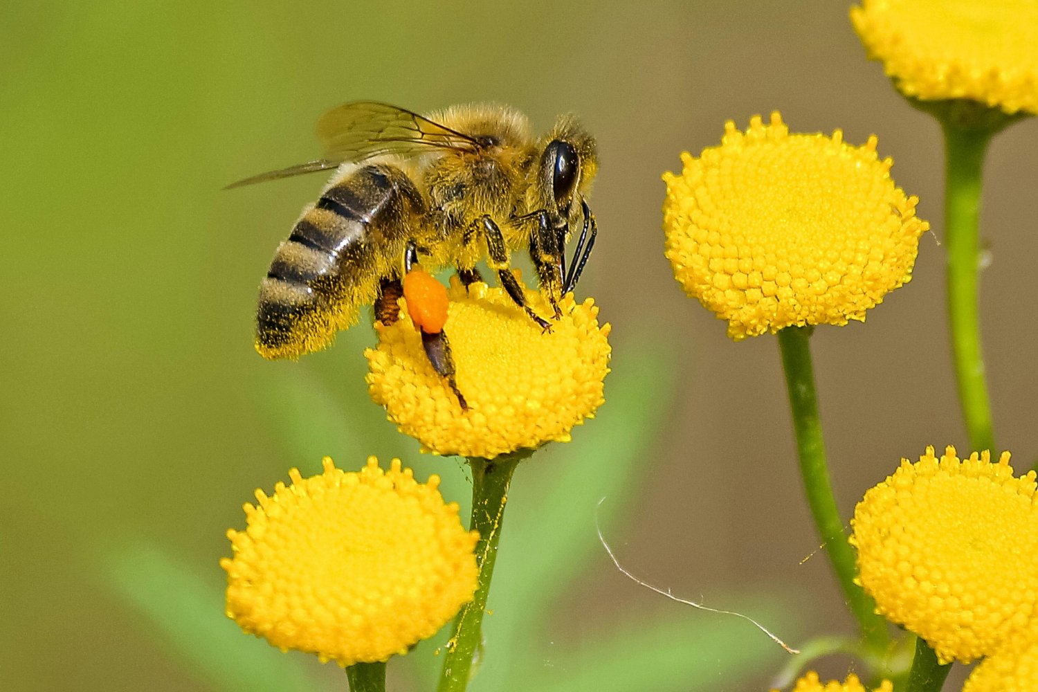 No todas las abejas hacen lo mismo: una comparación que te va a sorprender