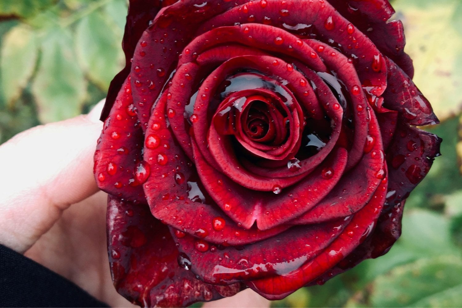 El secreto geométrico de las rosas que podría revolucionar la ingeniería de materiales