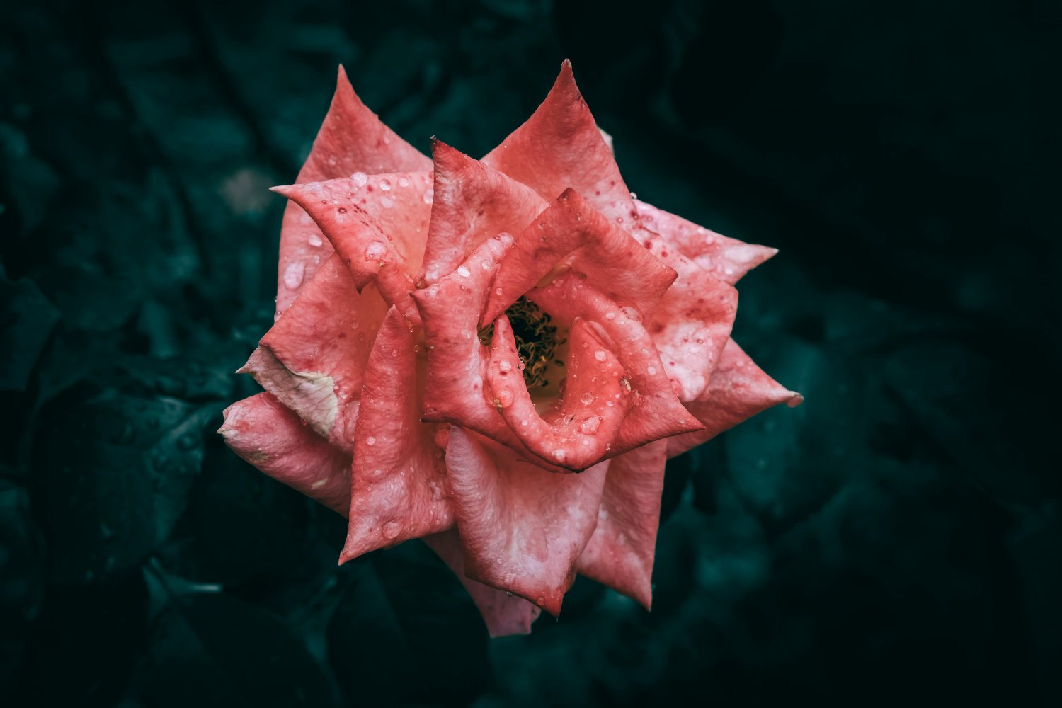 El secreto geométrico de las rosas que podría revolucionar la ingeniería de materiales