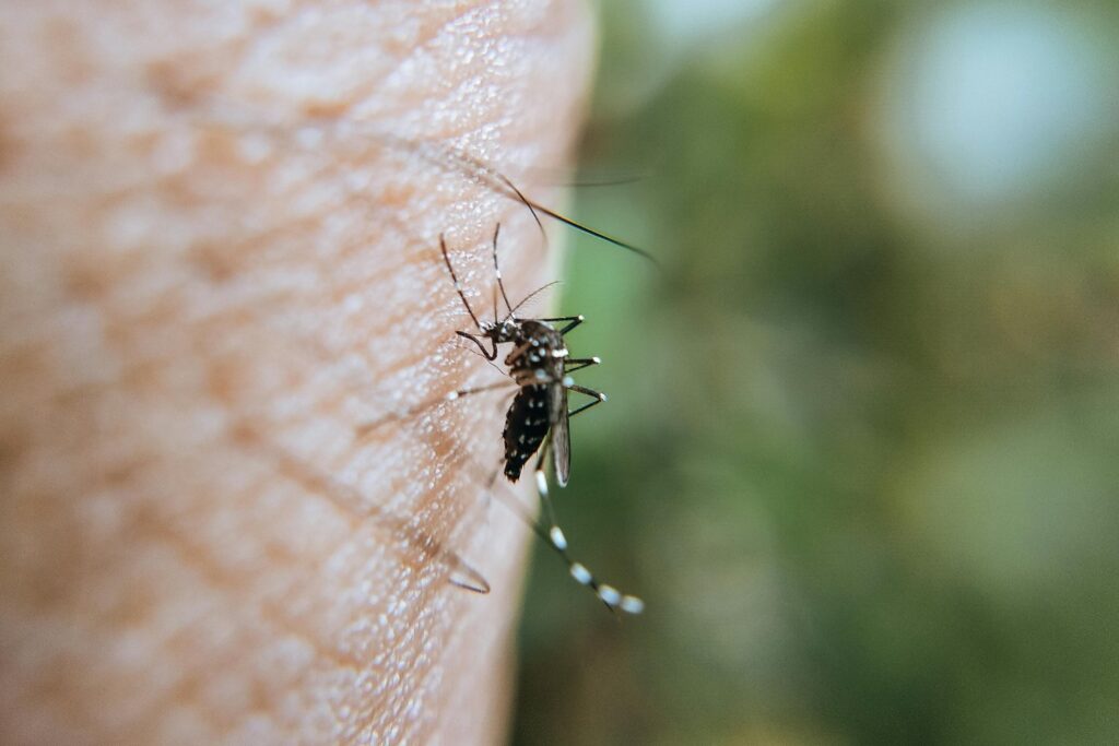 ¿Esa picadura extraña? Podría no ser lo que pensás