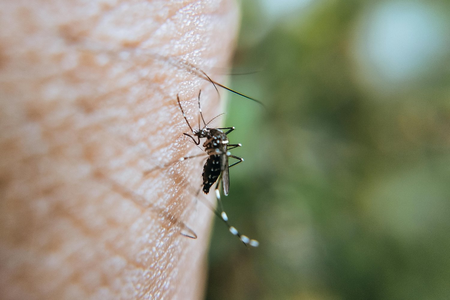 ¿Esa picadura extraña? Podría no ser lo que pensás