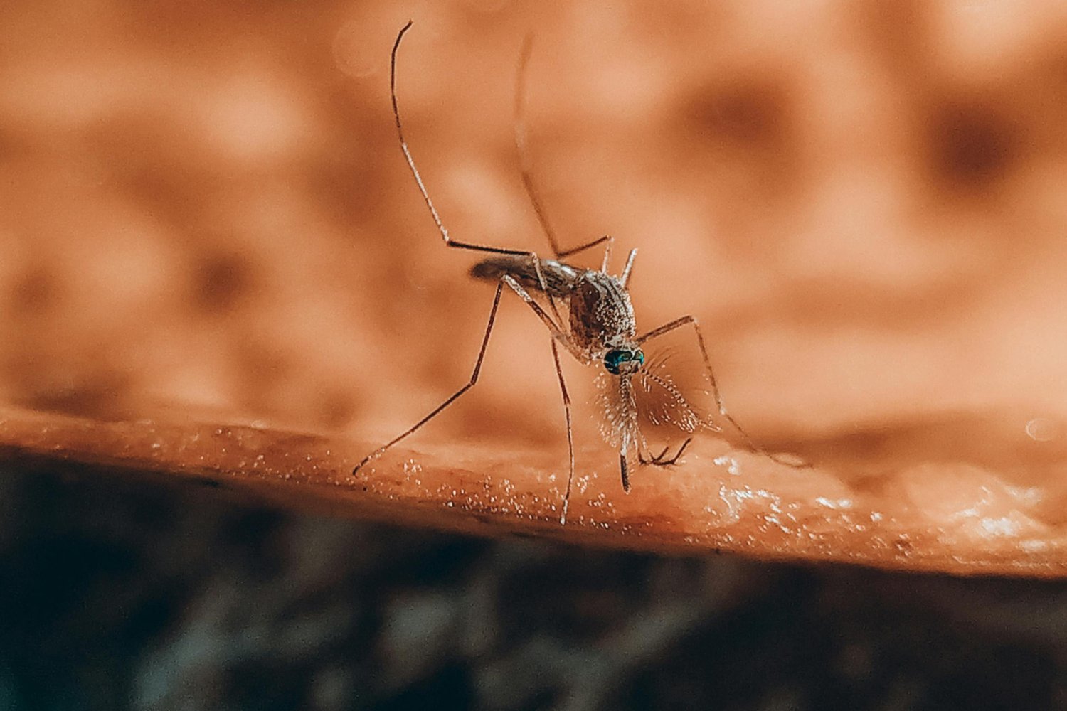 ¿Esa picadura extraña? Podría no ser lo que pensás