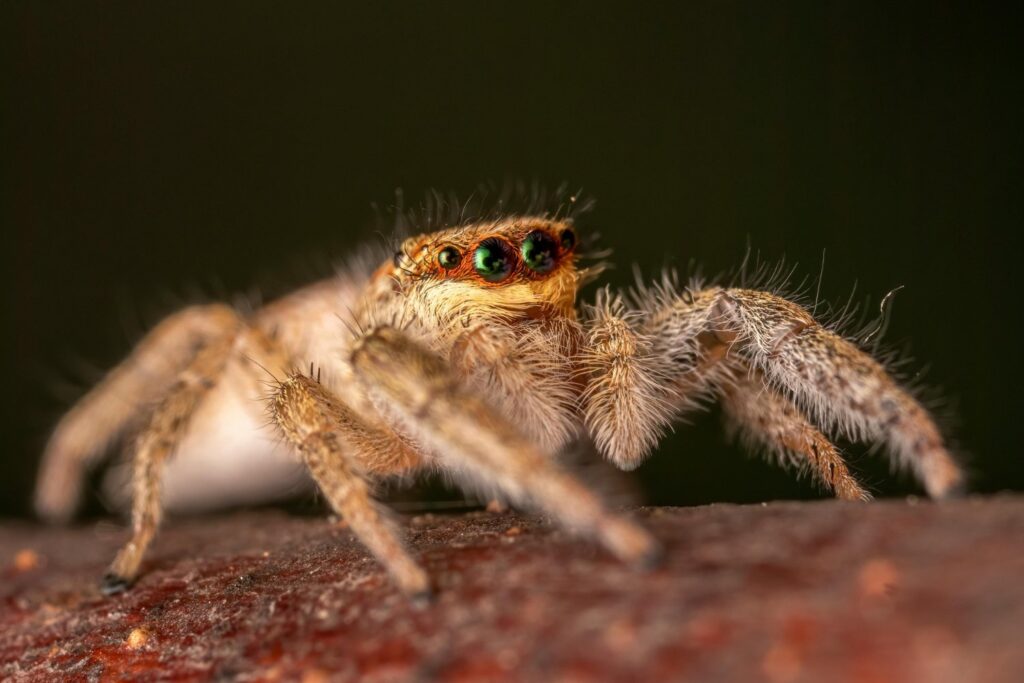 Lo que podría estar escondido bajo tu cama: las 5 arañas más letales del planeta