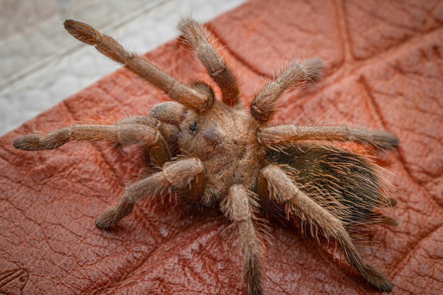 Lo que podría estar escondido bajo tu cama: las 5 arañas más letales del planeta