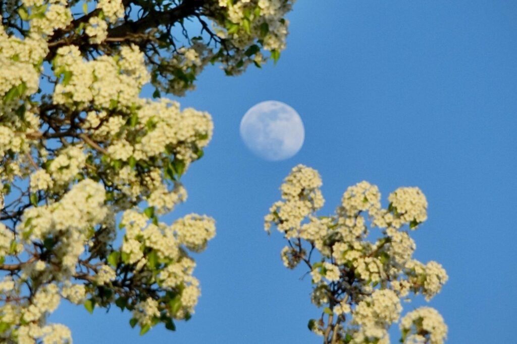 La luna más distante del año llega con un nombre floral y una sorpresa visual