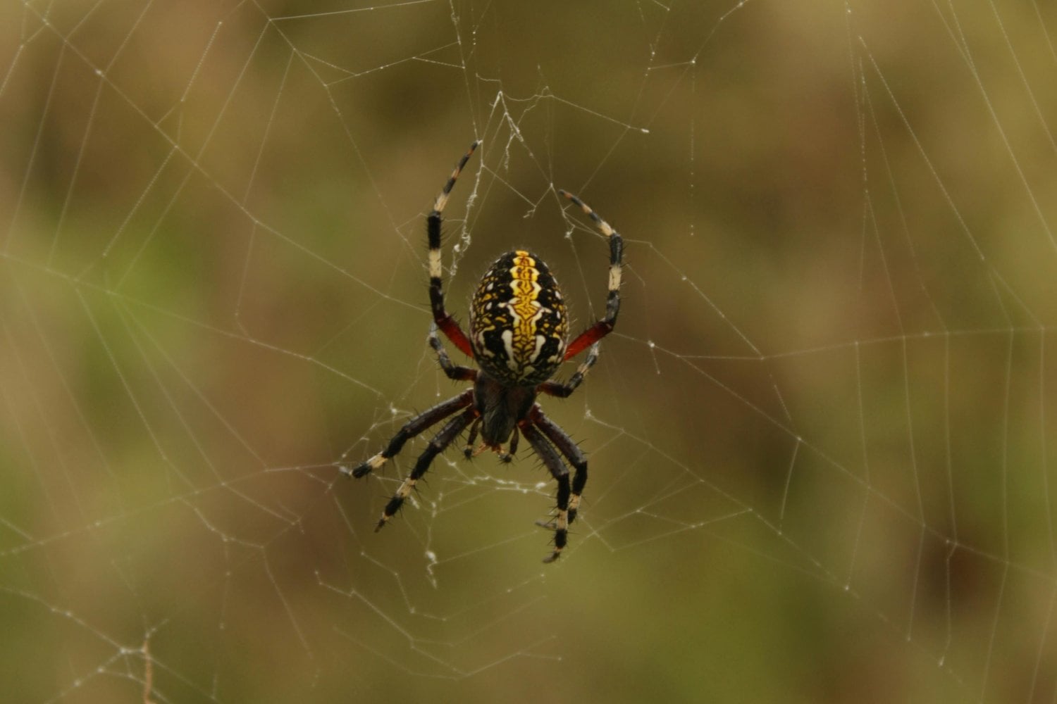 Lo que podría estar escondido bajo tu cama: las 5 arañas más letales del planeta