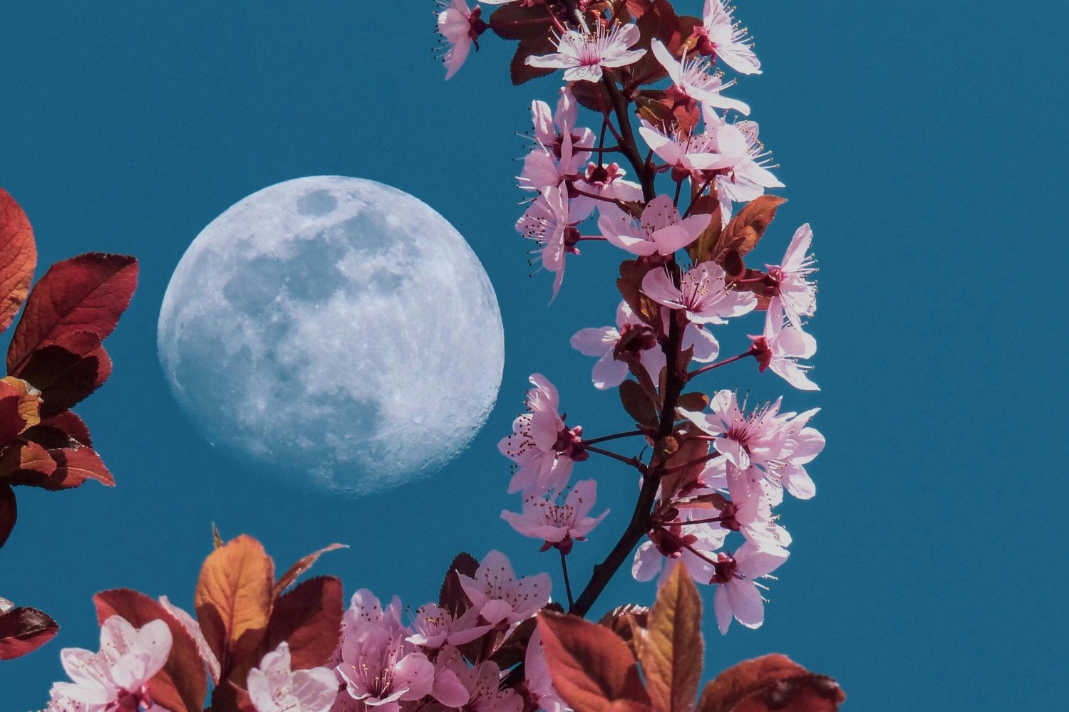 La luna más distante del año llega con un nombre floral y una sorpresa visual