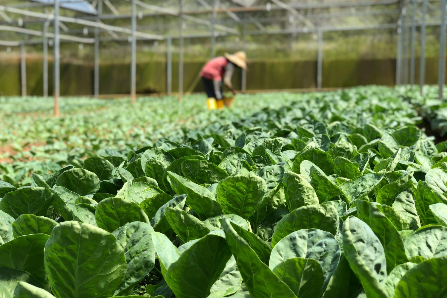 La inesperada vía por la que los microplásticos llegan a tu ensalada