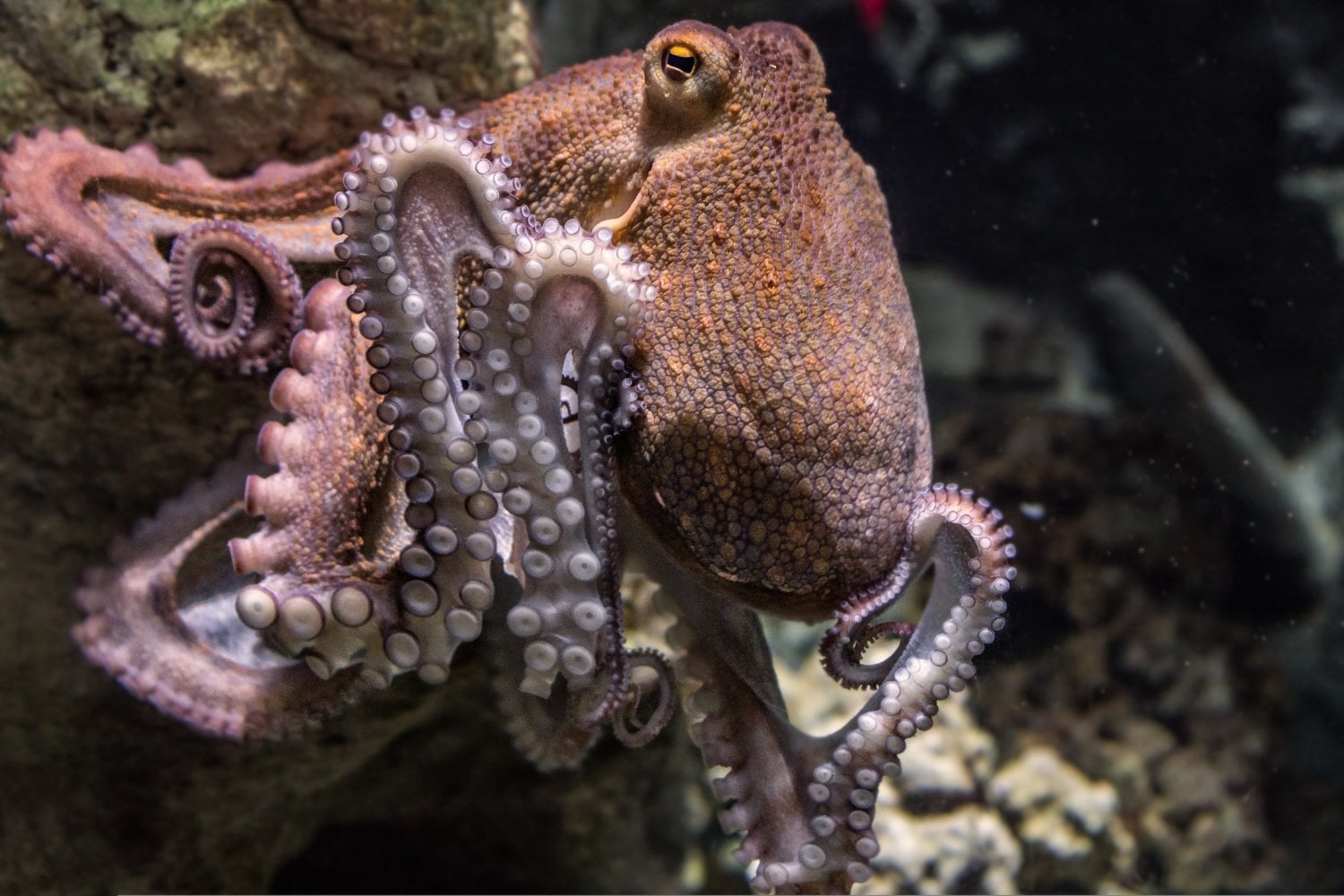 El genio del océano que desafía todas las reglas del reino animal