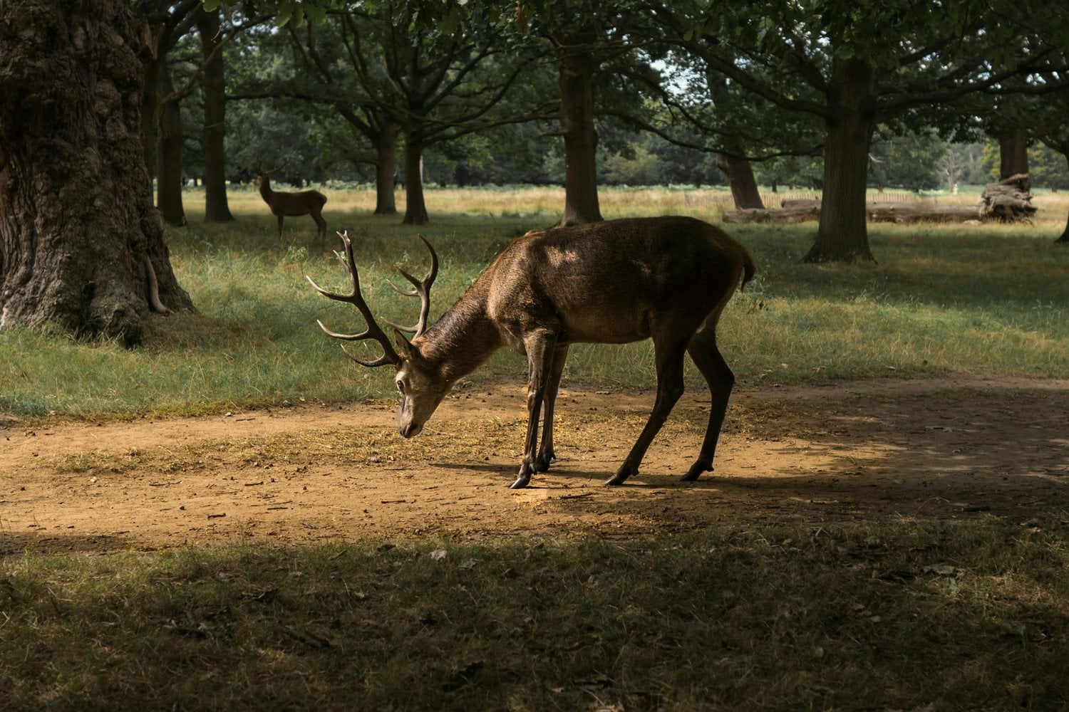 El silencio que transforma los bosques: cómo la desaparición de animales está cambiando el planeta sin que lo notemos