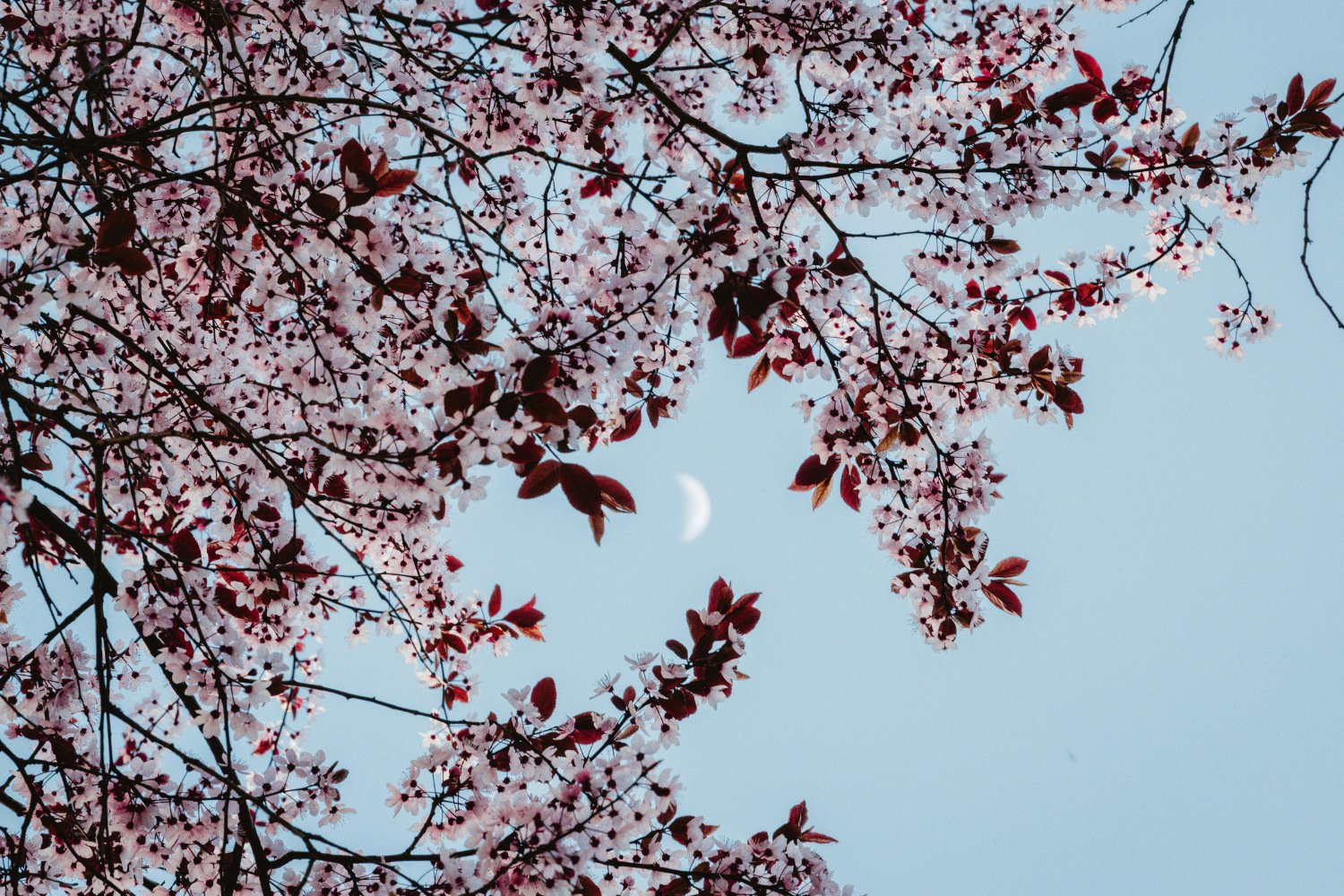 La luna más distante del año llega con un nombre floral y una sorpresa visual