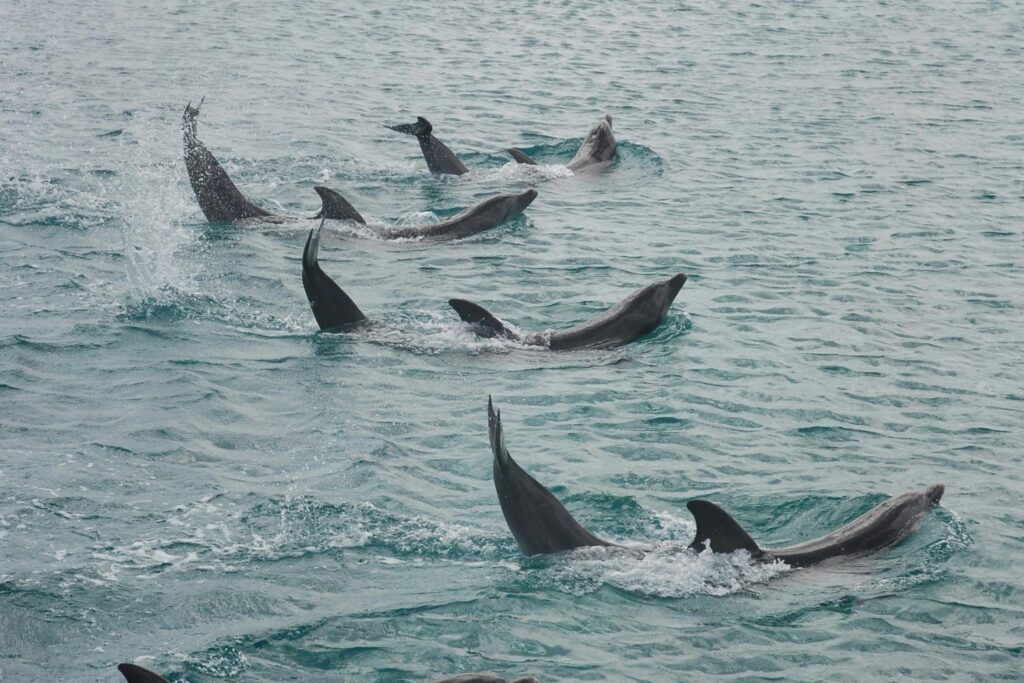 La silenciosa amenaza que está empujando a miles de especies al borde del colapso