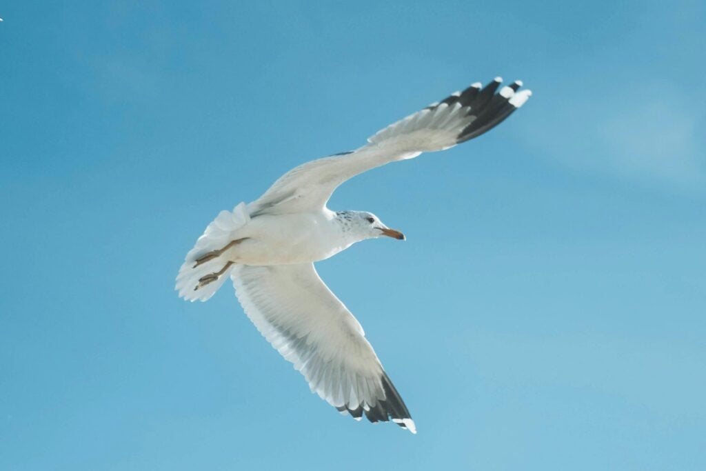 El nómada del cielo que casi nunca verás: así es el ave con las alas más grandes del planeta