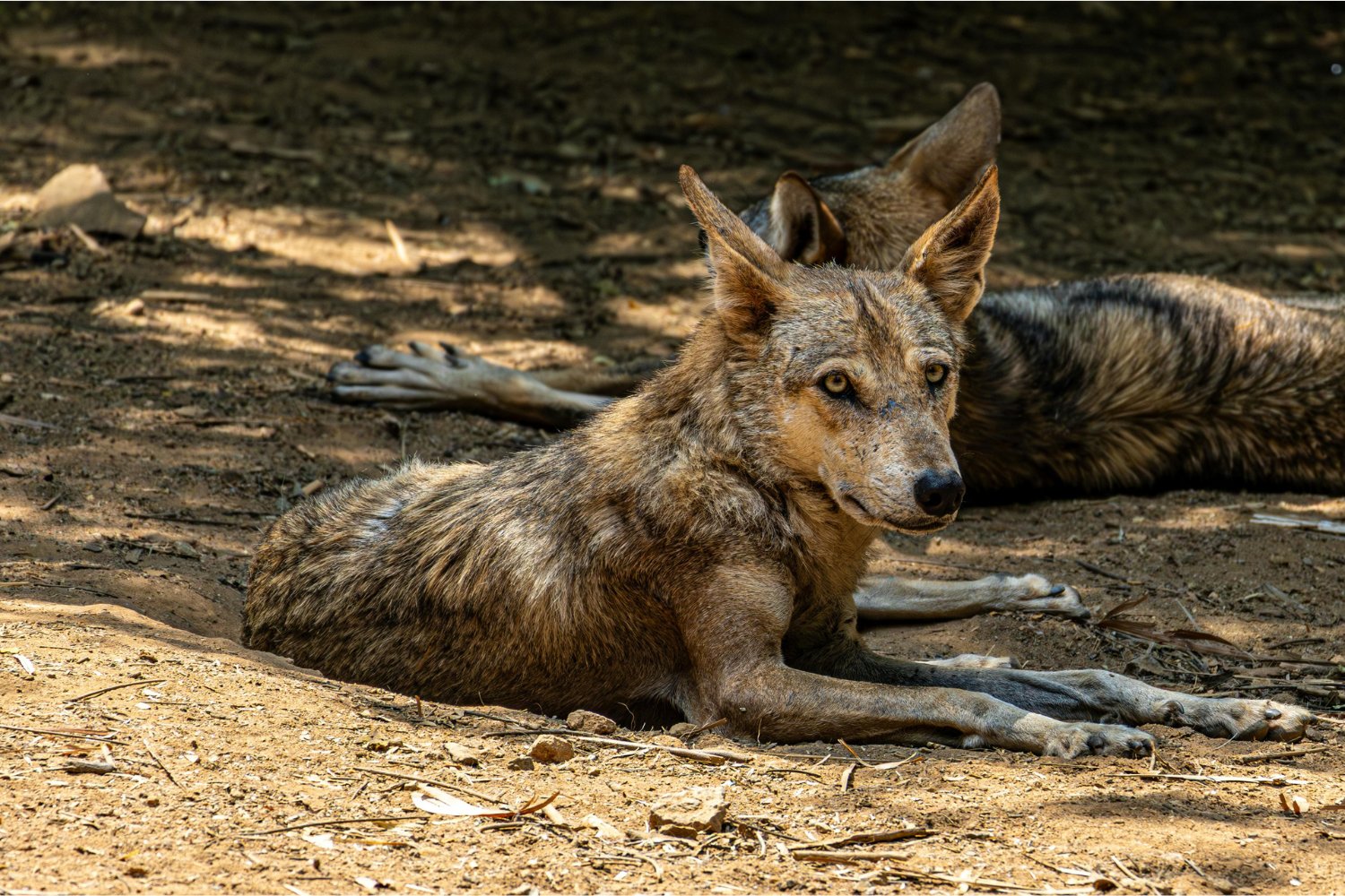 La silenciosa amenaza que está empujando a miles de especies al borde del colapso