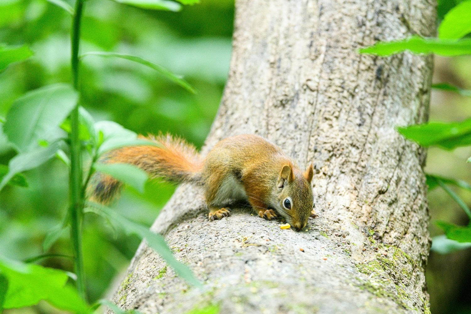 La silenciosa amenaza que está empujando a miles de especies al borde del colapso
