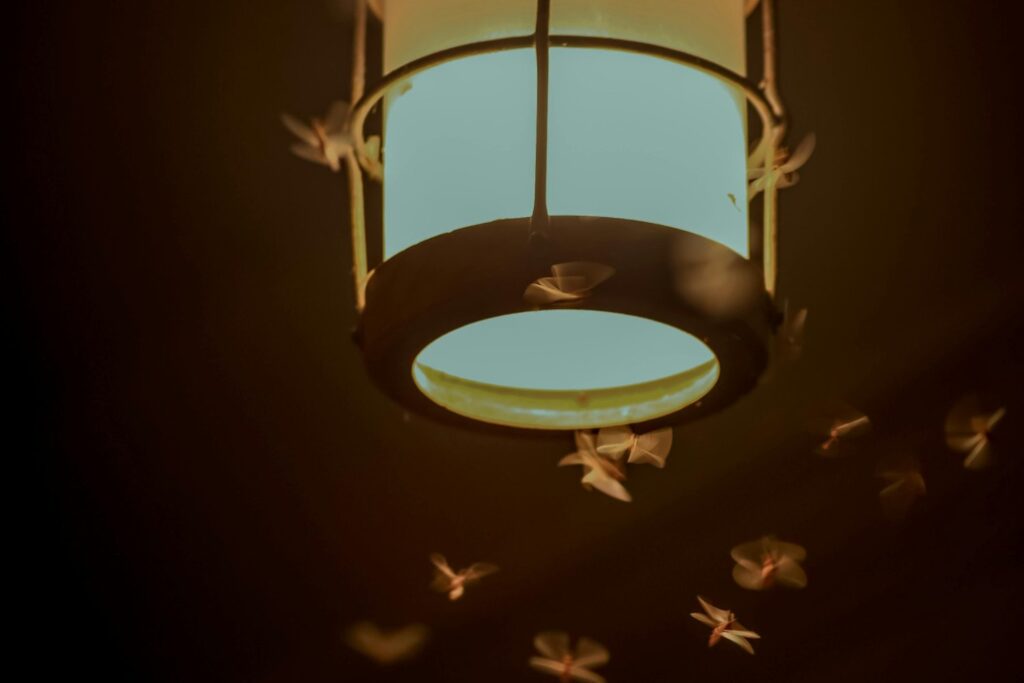 Lo que realmente atrae a las polillas a tu casa no es lo que crees