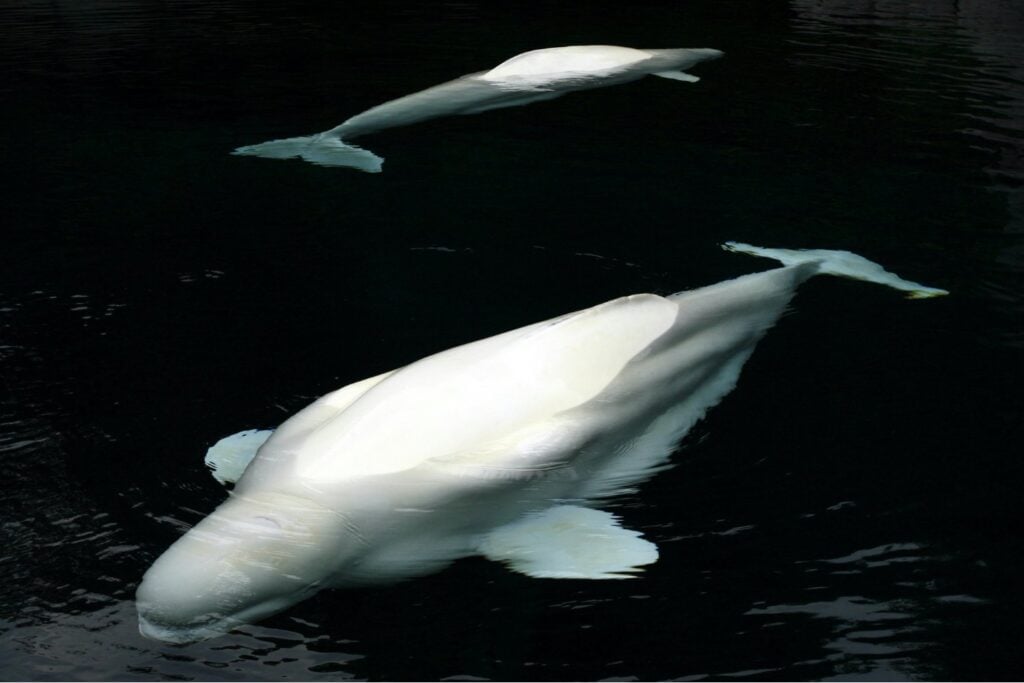 Los secretos del océano: así intentan hablar las belugas con un idioma que estamos empezando a comprender