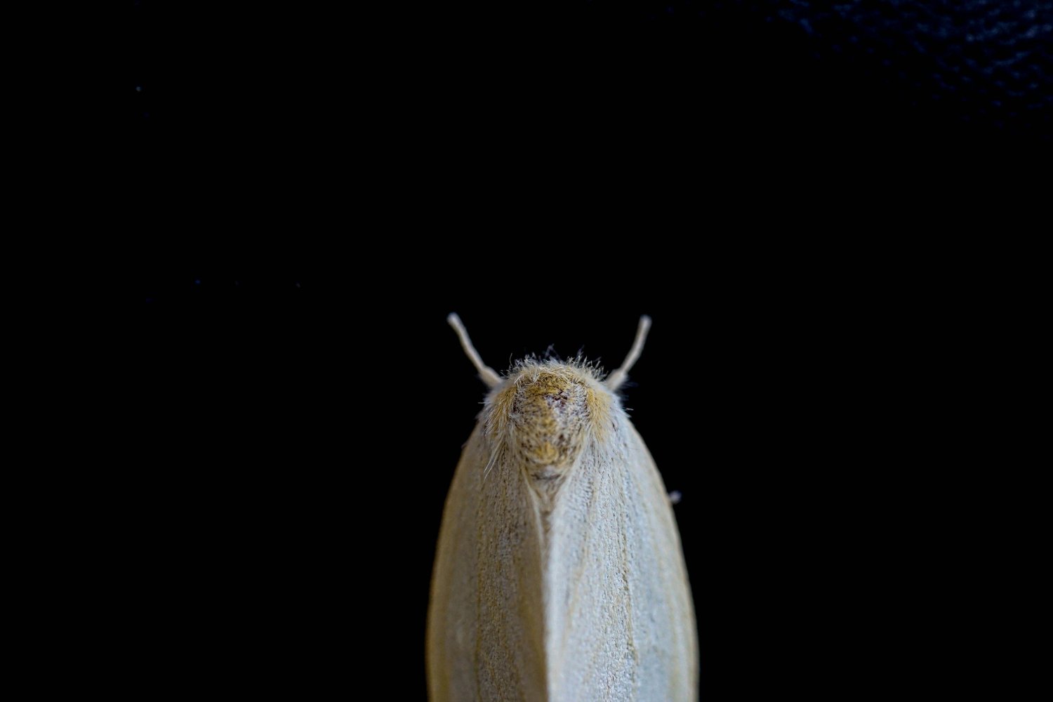 Lo que realmente atrae a las polillas a tu casa no es lo que crees