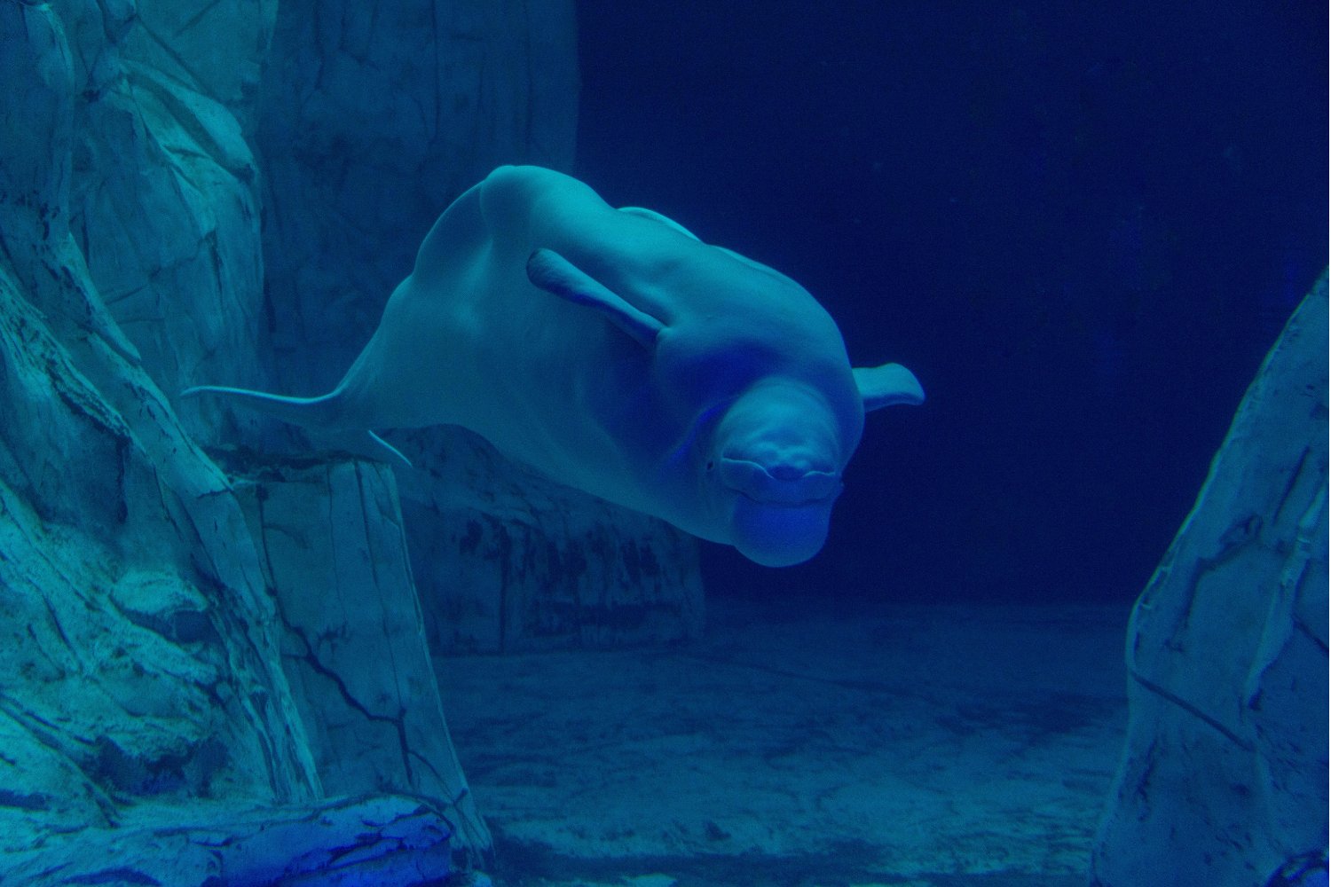 Los secretos del océano: así intentan hablar las belugas con un idioma que estamos empezando a comprender