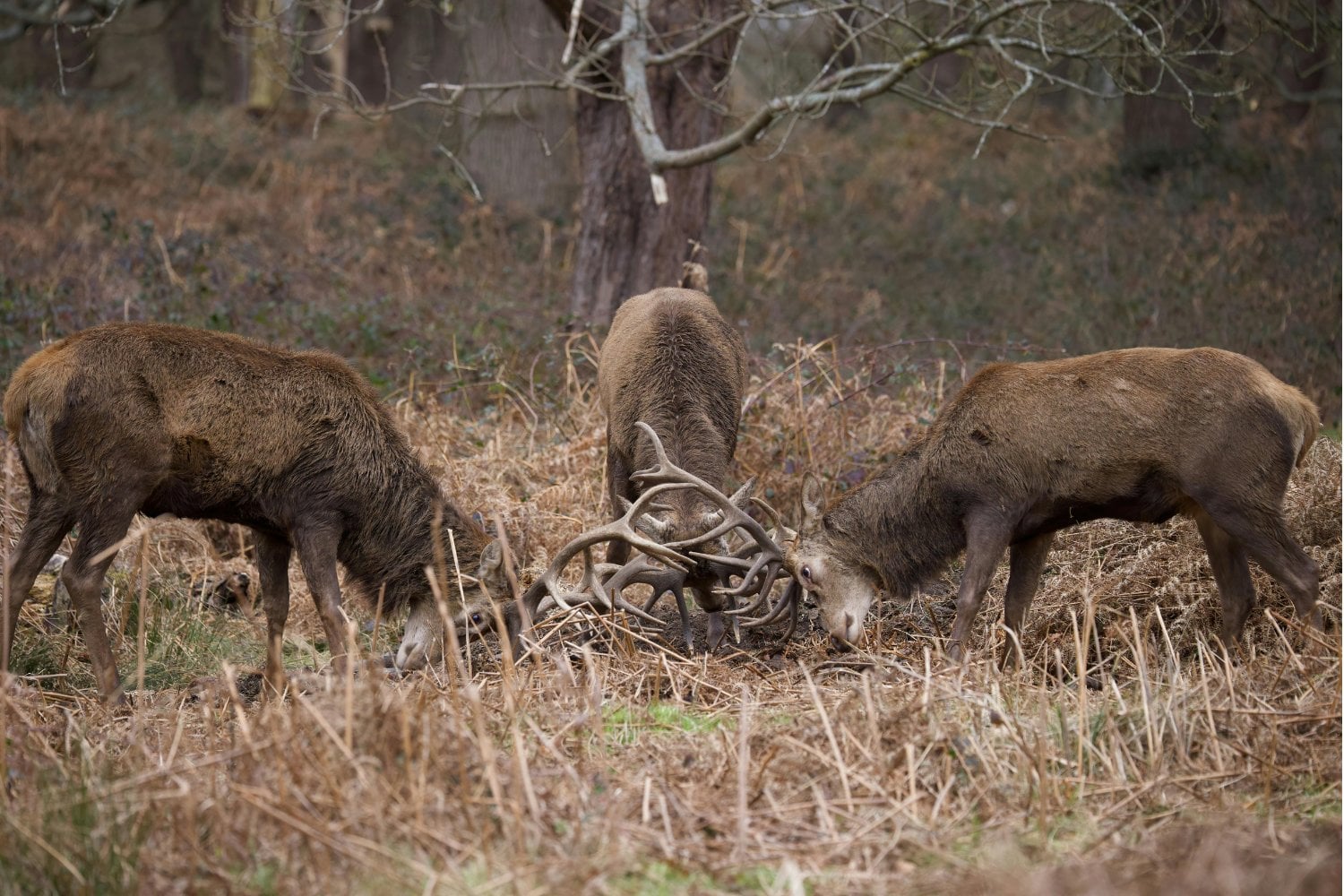 El silencio que transforma los bosques: cómo la desaparición de animales está cambiando el planeta sin que lo notemos