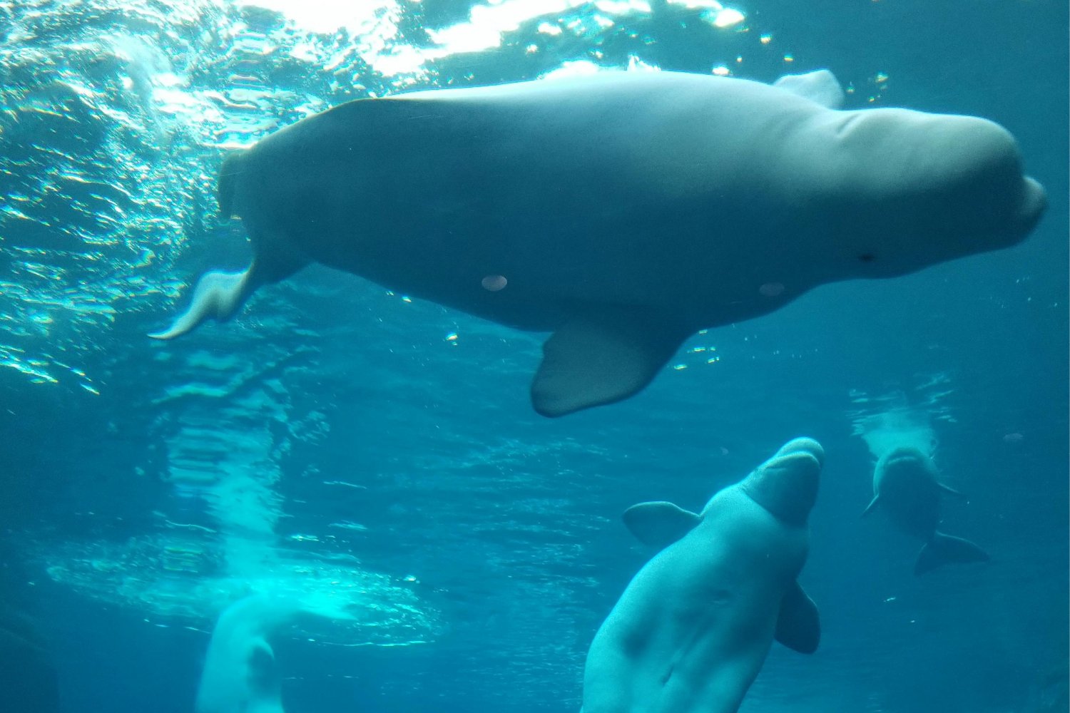 Los secretos del océano: así intentan hablar las belugas con un idioma que estamos empezando a comprender