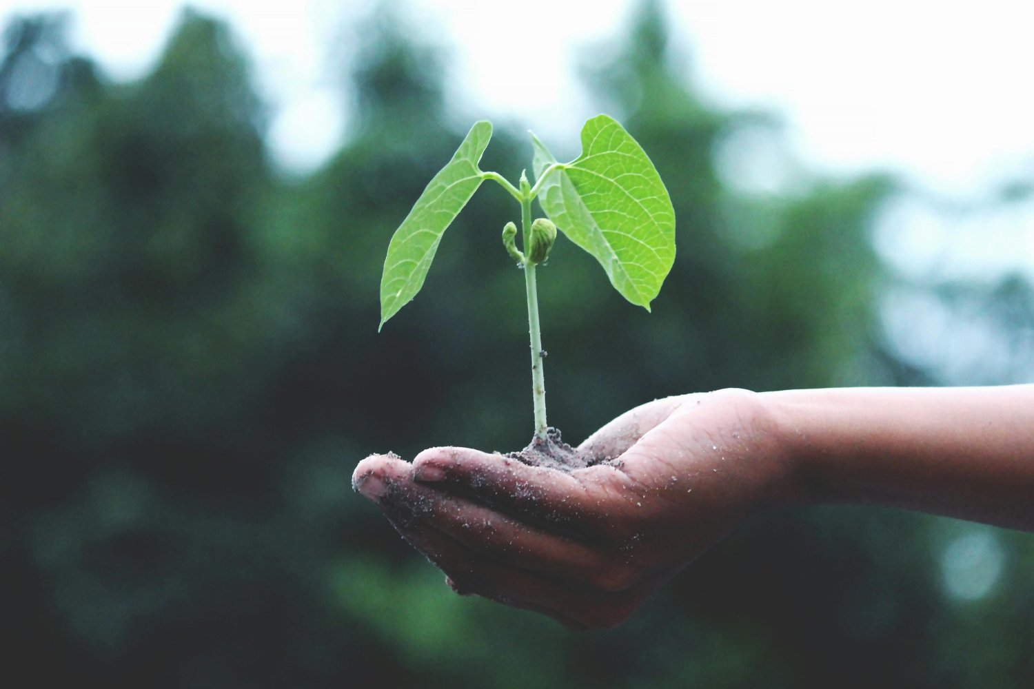 La protesta que cambió el mundo: el inesperado origen del Día de la Tierra