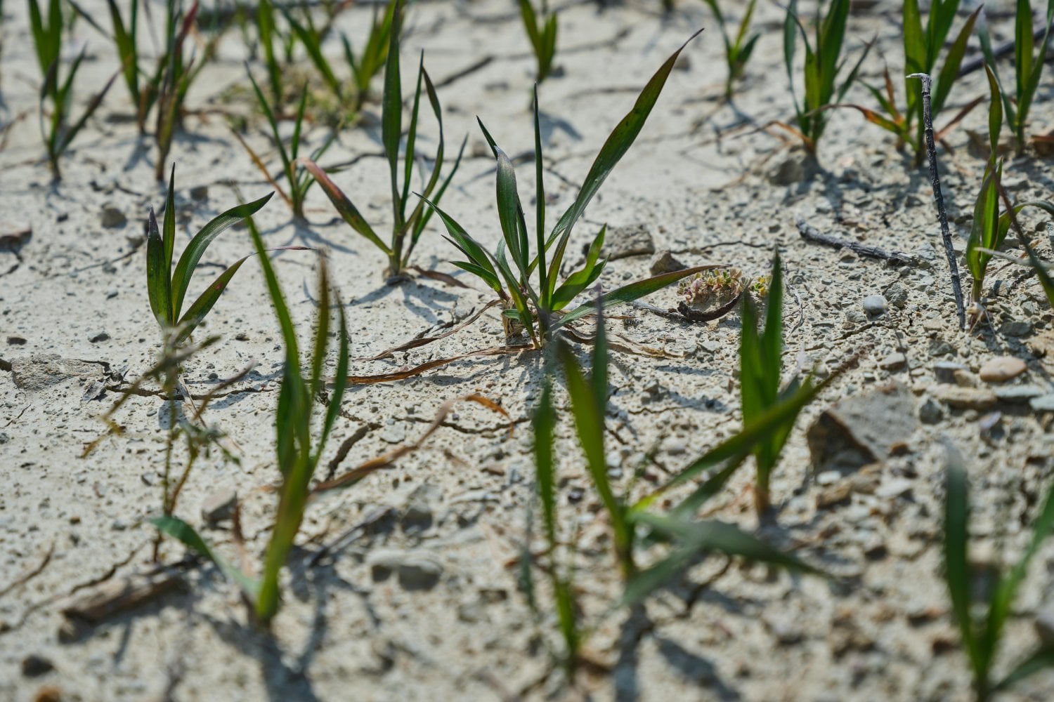La protesta que cambió el mundo: el inesperado origen del Día de la Tierra