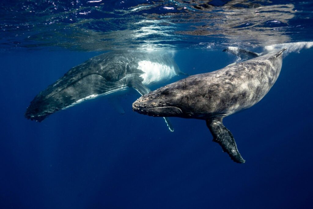 ¿Qué hacen las ballenas cuando una de ellas está en apuros? La inesperada respuesta que asombra a los científicos