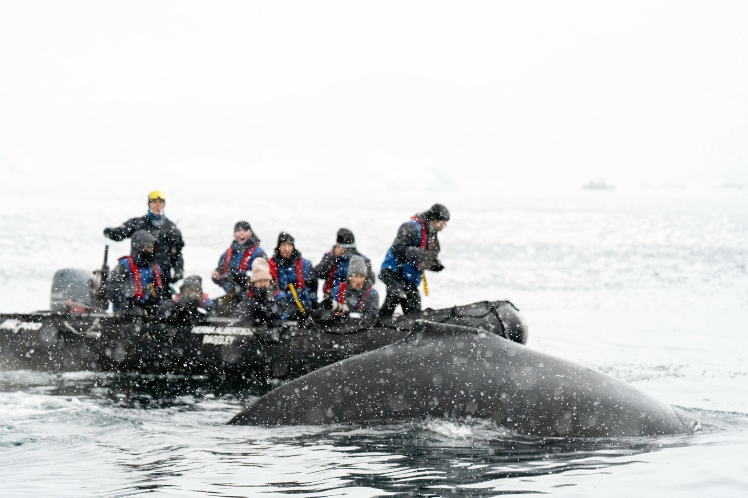 ¿Qué hacen las ballenas cuando una de ellas está en apuros? La inesperada respuesta que asombra a los científicos