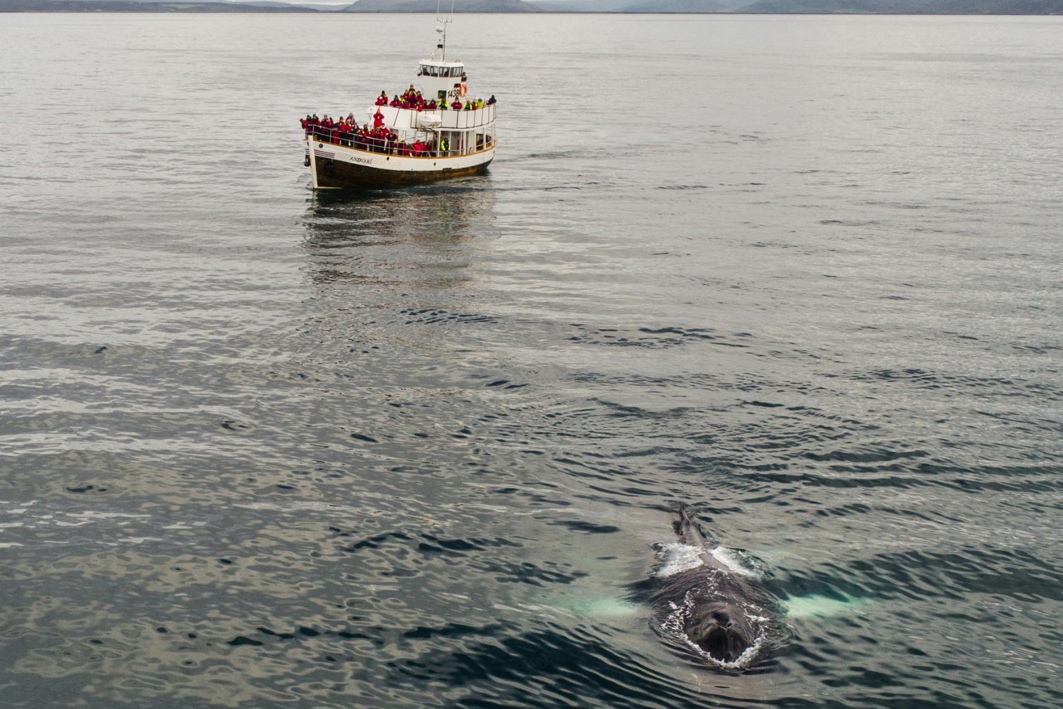 ¿Qué hacen las ballenas cuando una de ellas está en apuros? La inesperada respuesta que asombra a los científicos