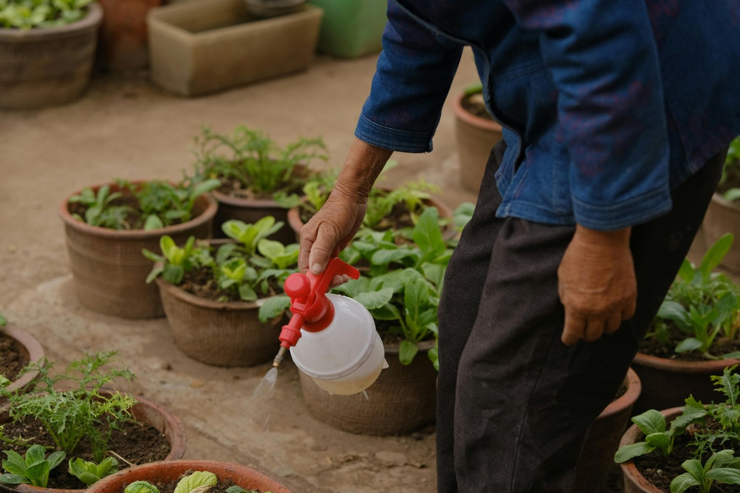 Cómo deshacerte del pulgón sin químicos: los cinco secretos que tu jardín necesita
