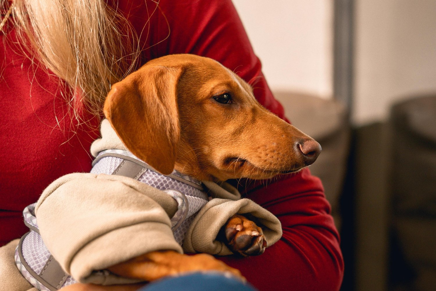 La crianza invisible que transforma la vida de perros y gatos (y también la tuya)