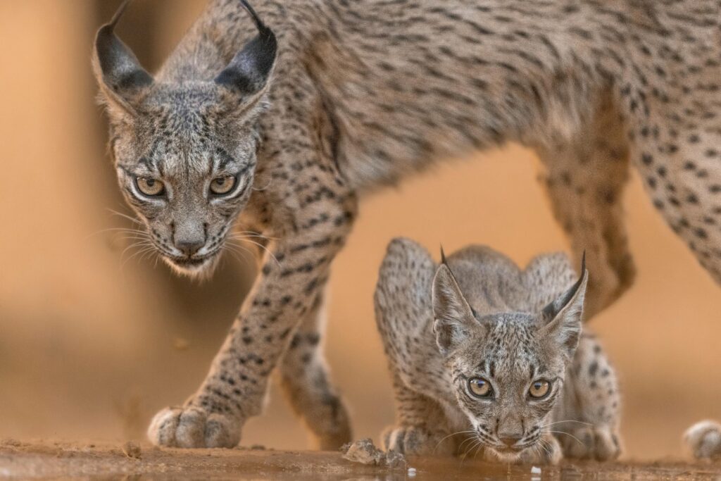 No estaba extinto, pero casi: el regreso silencioso del rey perdido de la península