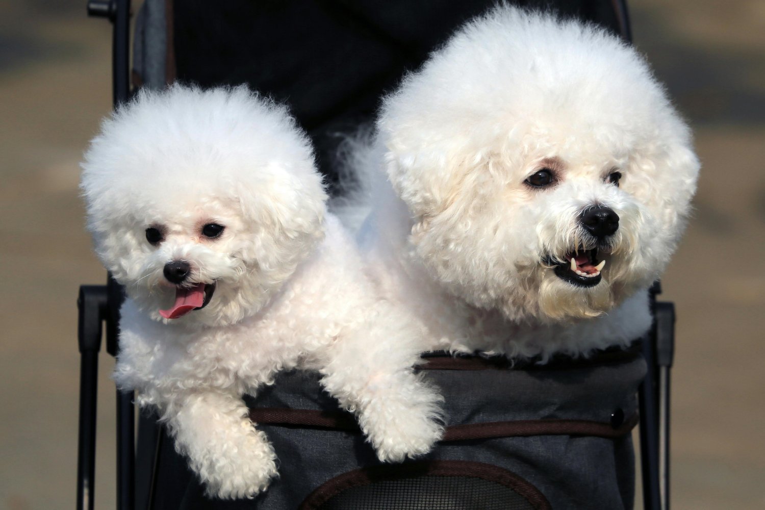 La crianza invisible que transforma la vida de perros y gatos (y también la tuya)