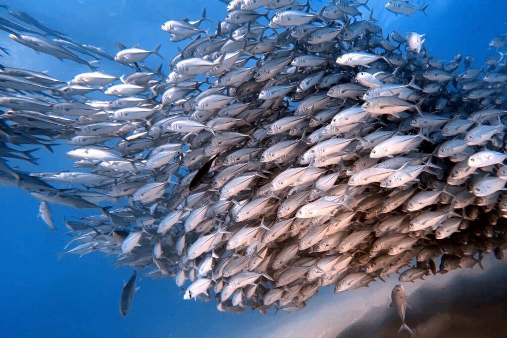 El curioso secreto que está haciendo más valientes a los salmones