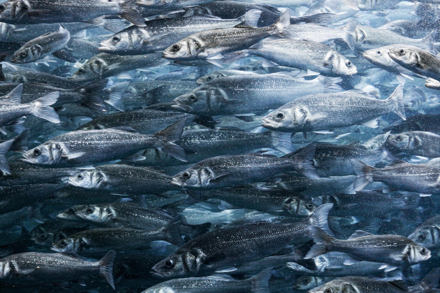 El curioso secreto que está haciendo más valientes a los salmones