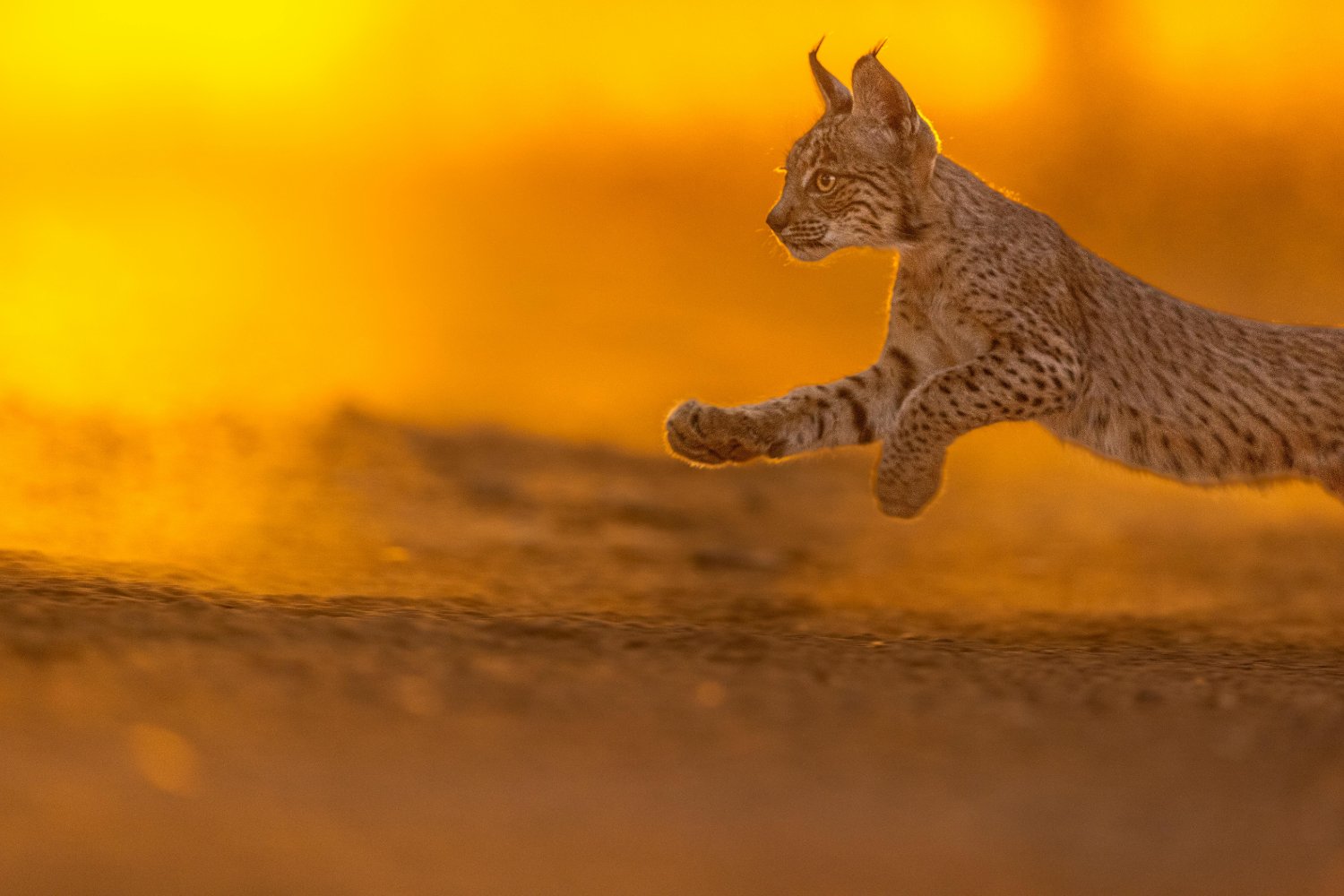 No estaba extinto, pero casi: el regreso silencioso del rey perdido de la península