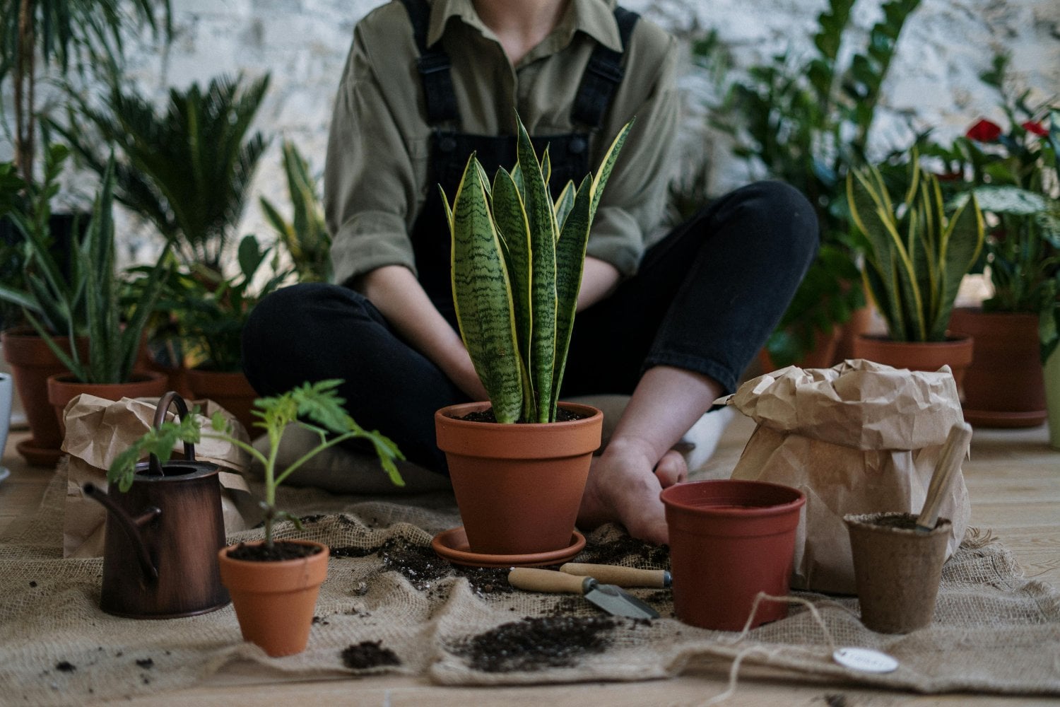 Lo que tus plantas dicen de ti (y no sabías)