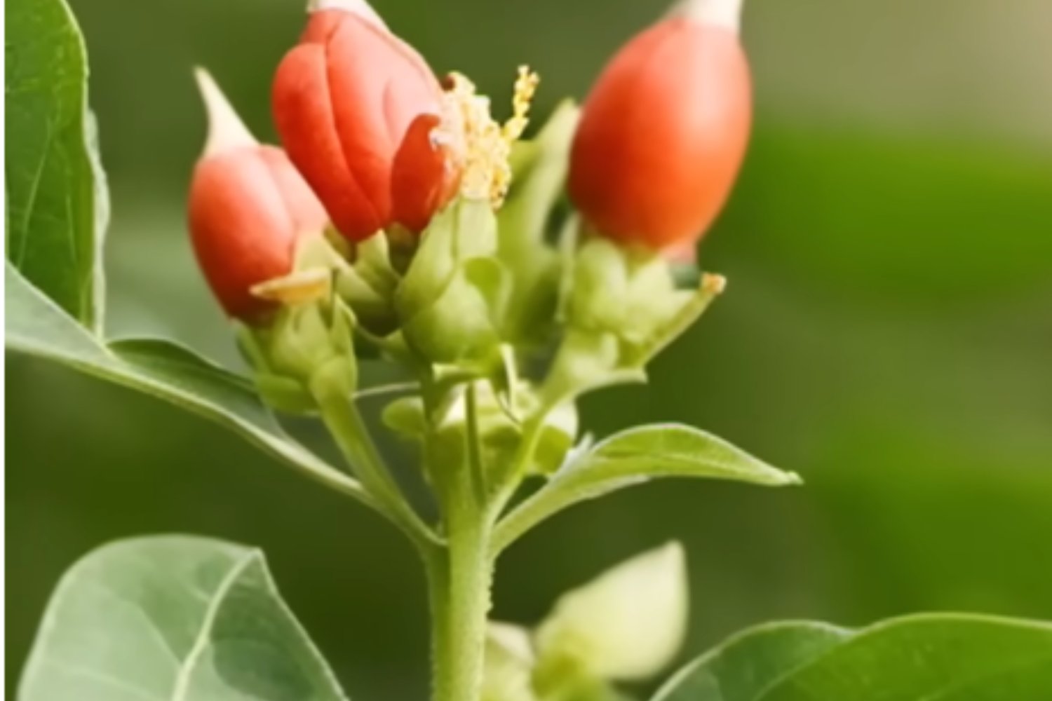 Ashwagandha Hierba Medicinal