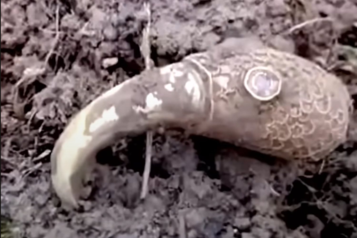 Cabeza De Cuervo Dorada Encontrada Por Detectorista