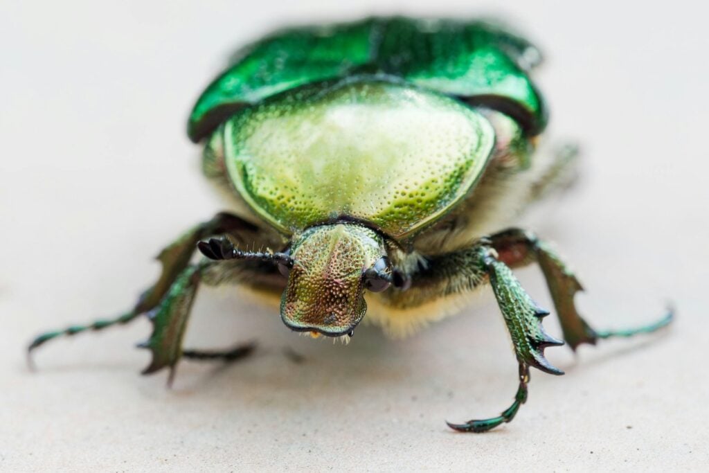 Demodex Plaga Que Afecta La Cara