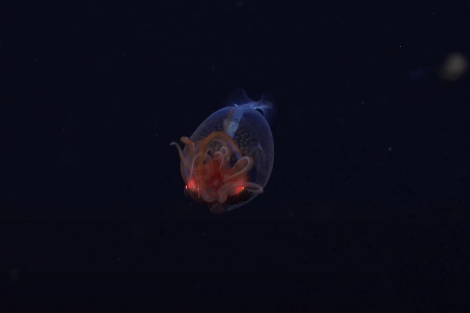 El Calamar Colosal Filmacion