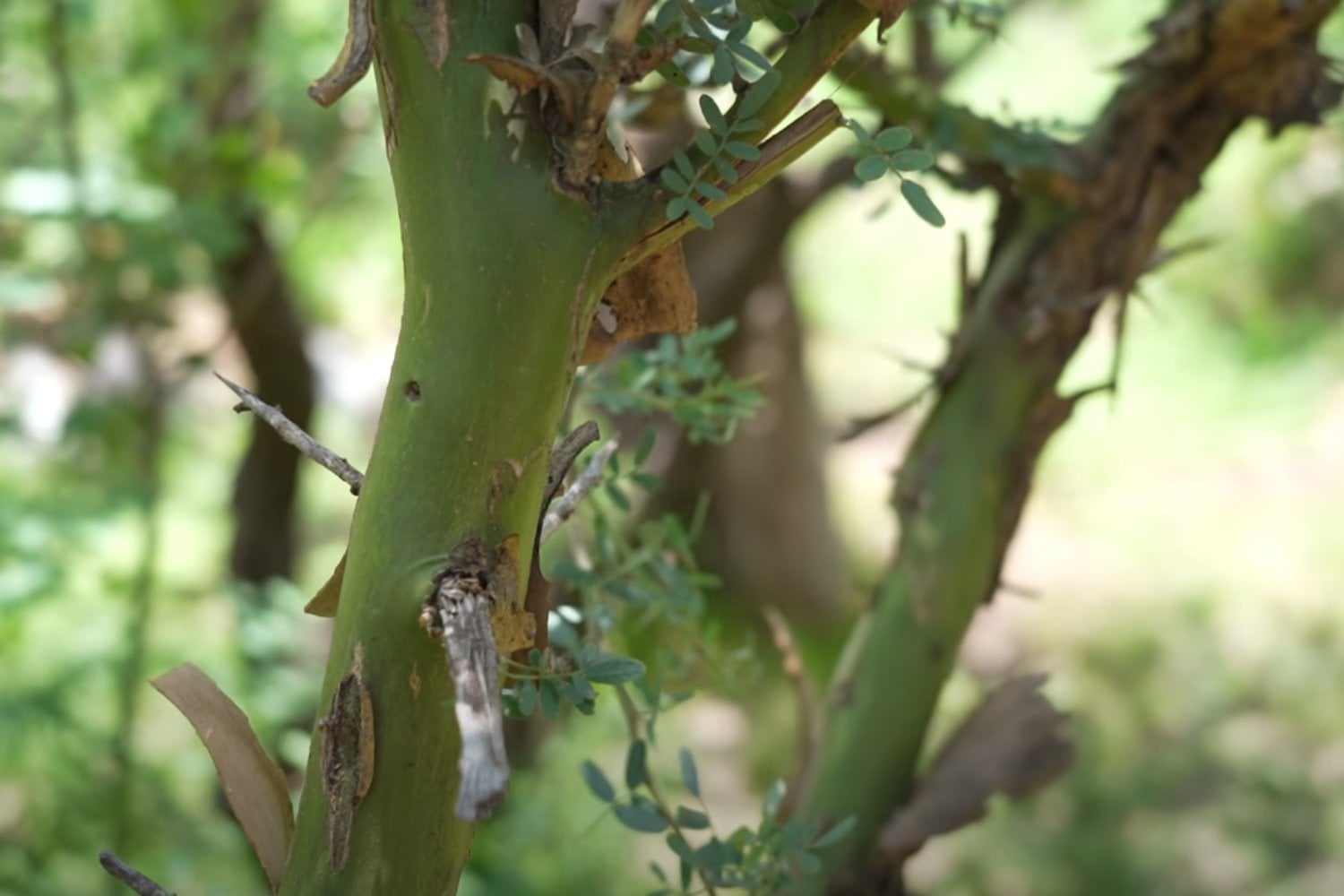 El Chañar Es El Arbol Mas Resistente