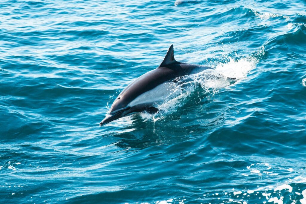 El Pez Mas Rapido Del Oceano