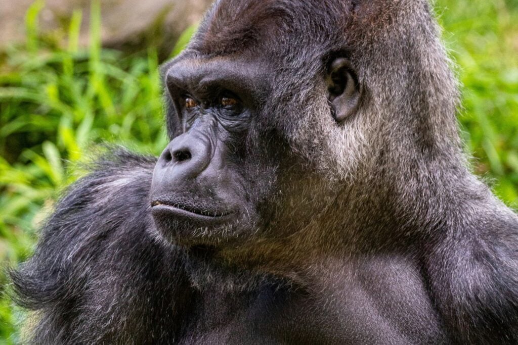 Gorila Vs 100 Humanos