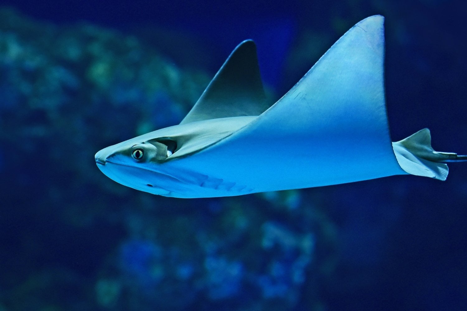 La Mantarraya No Es El Pez Mas Rapido Del Oceano